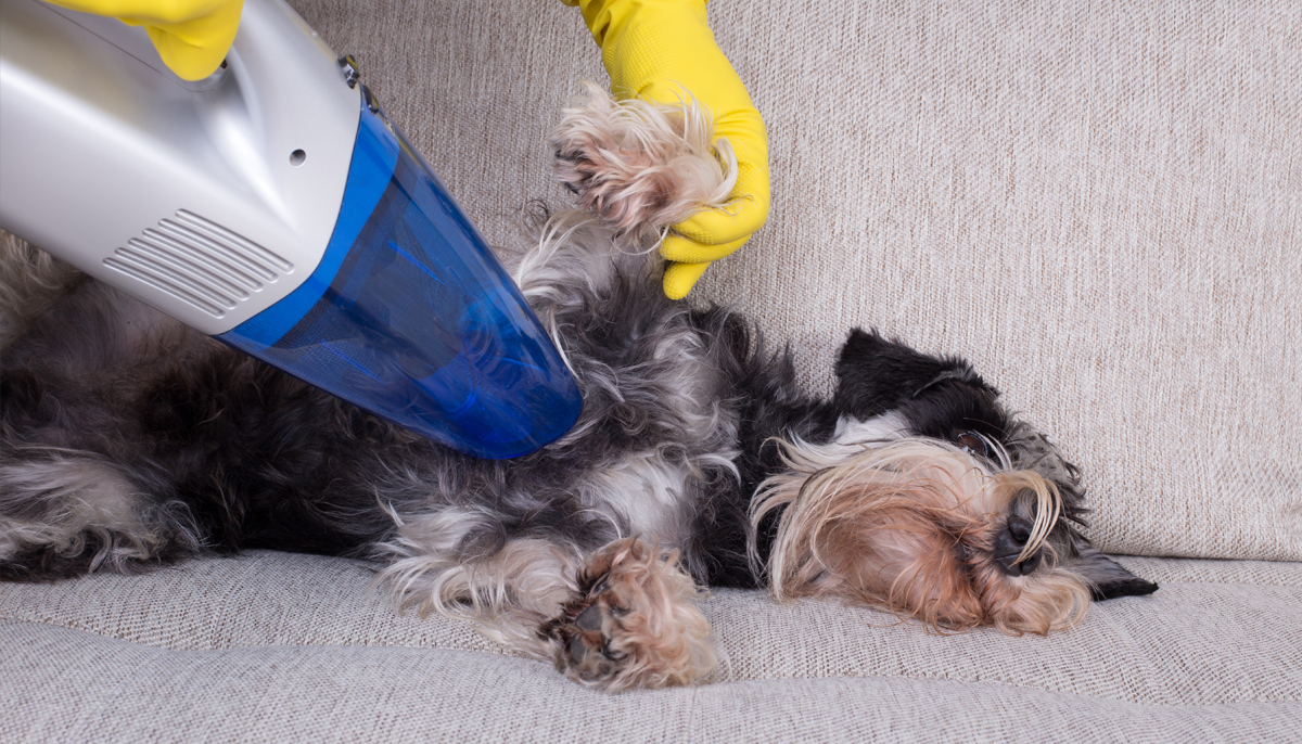 Reviews Best Vacuum for Dogs Keep the Pet Hair Away Pivot or Die