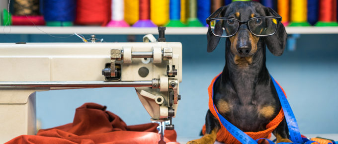 Daschund dog sitting beside a heavy duty sewing machine