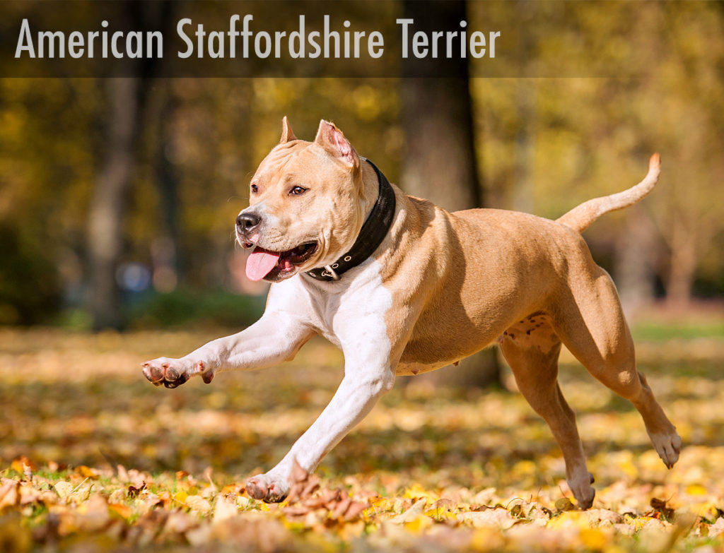 American Staffordshire Terrier : best emotional support dog