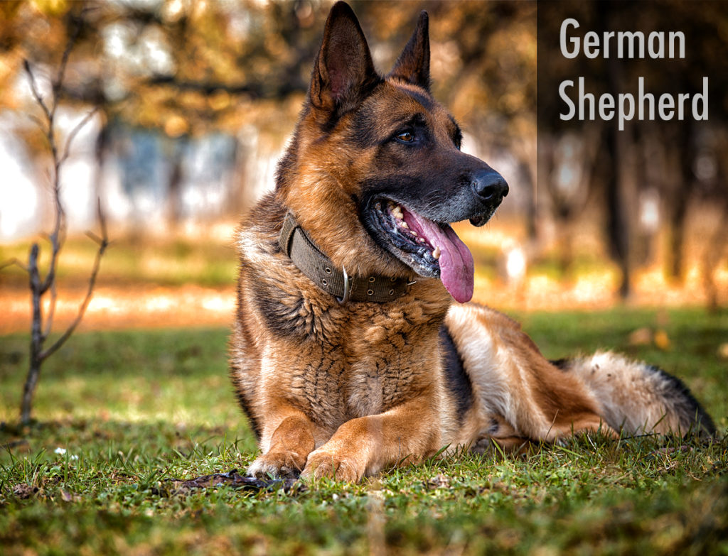 German Shepherd  : best emotional support dog