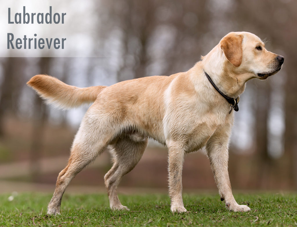 Labrador Retriever : best emotional support dog