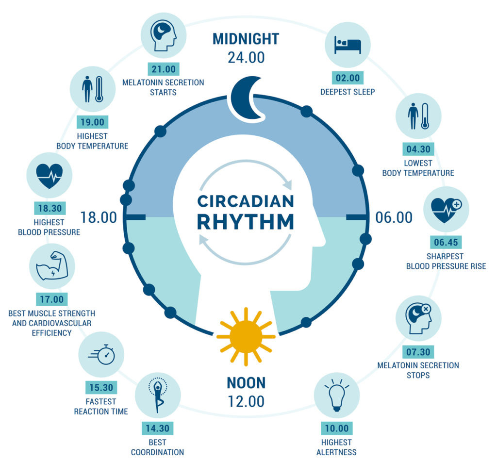 Circadian Rhythm diagram