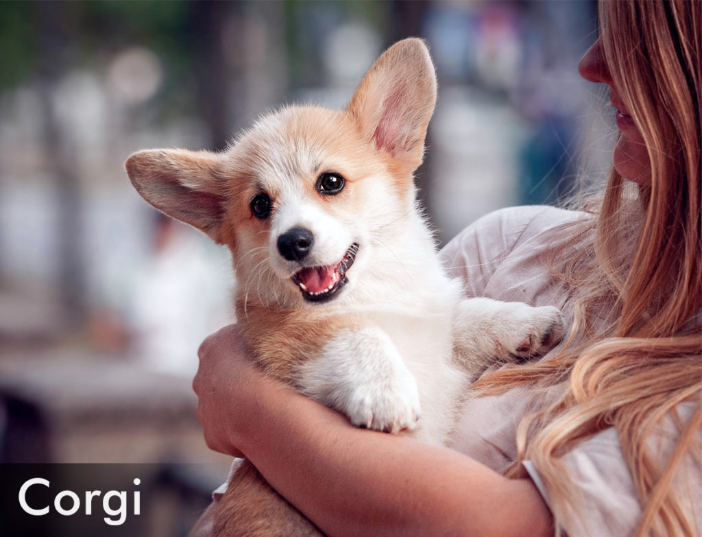 Corgi :  : best emotional support dog