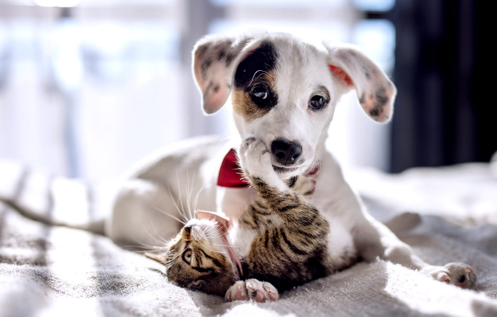 cat and dog playing.