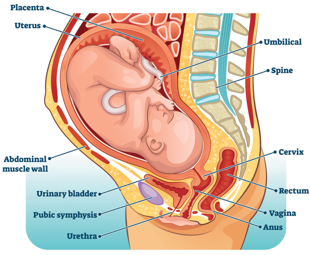 Diagram : Baby in utero. Pregnancy.